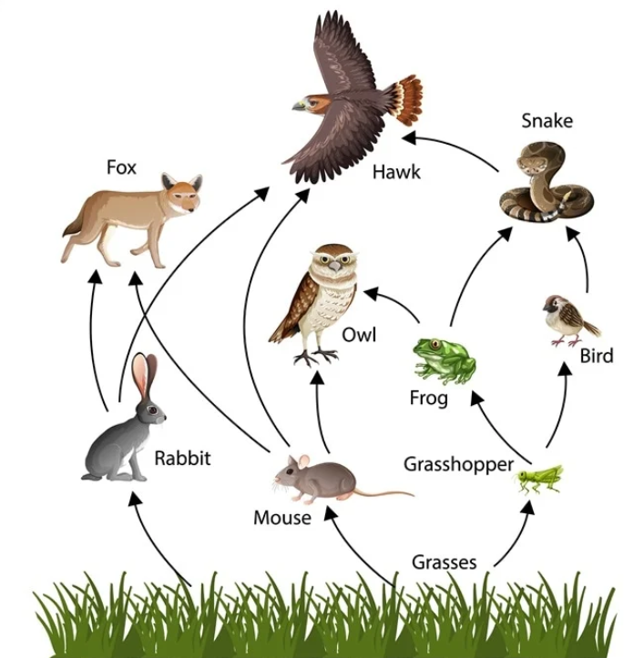 ecosystem